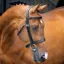 Shires Velociti Lusso Hunter Cavesson Bridle - Black