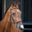 Velociti Lusso Ergonomic Flash Bridle - Havana