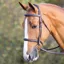 Shires Salisbury Fairford Bridle - Australian Nut