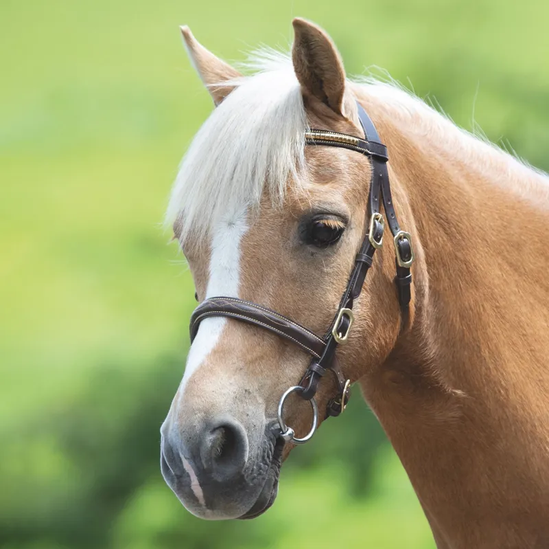 Velociti GARA Blenheim In-Hand Clincher Bridle - Havana Brown