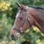 Velociti GARA Plain In-hand Bridle - Black