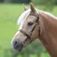 Velociti GARA Plain In-hand Bridle - Havana Brown
