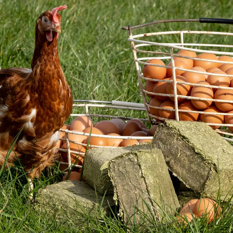 Silvermoor Poultry Alfa Grit-Block-1