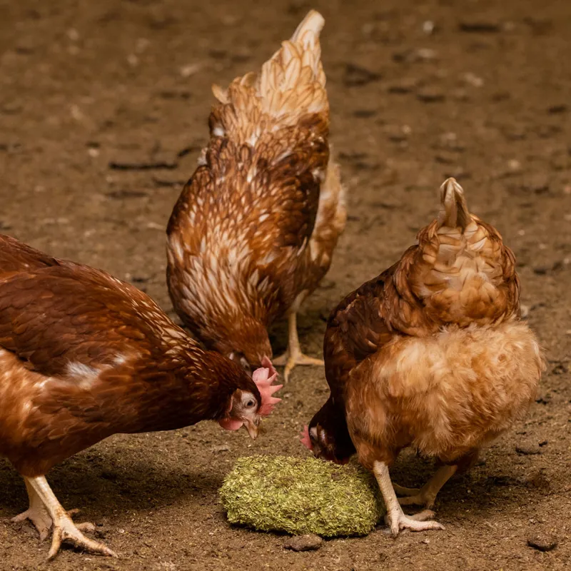 Silvermoor Poultry Alfa Grit-Block-2