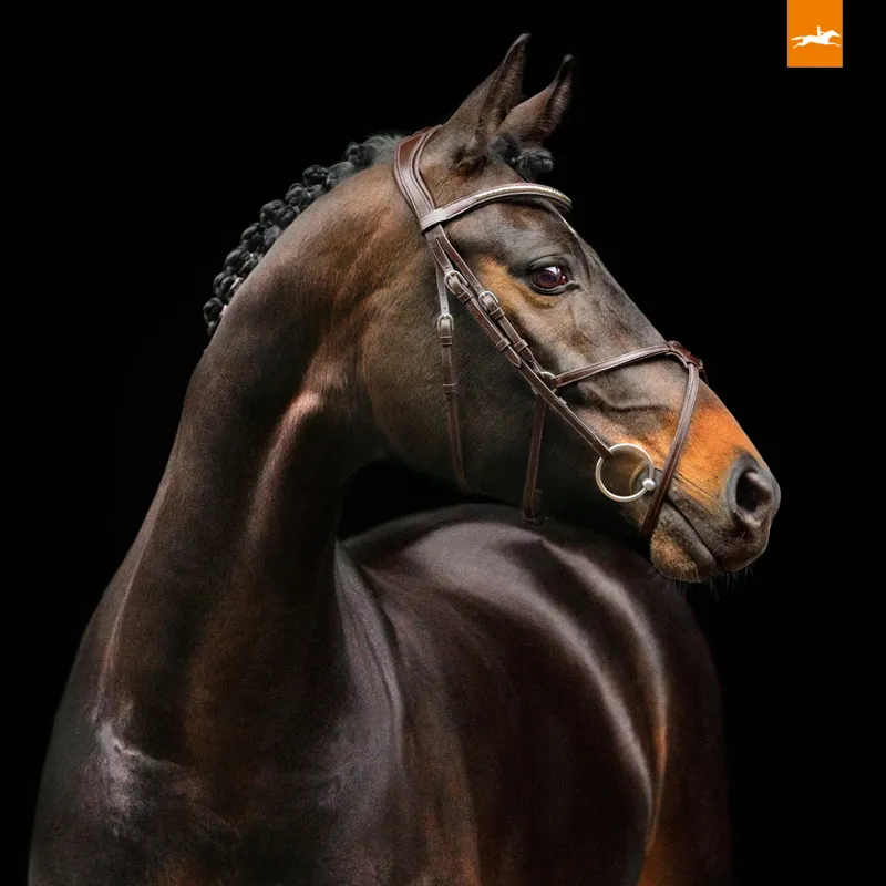 Schockemohle Rio Select Mexican Grackle Bridle - Espresso/Silver-4