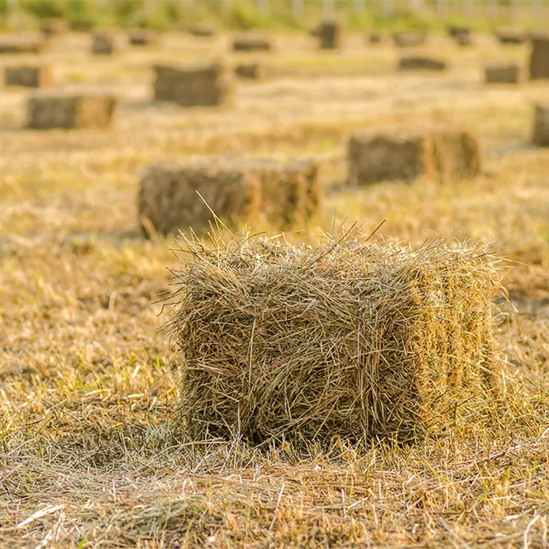 Whitehouse Farm Wrapped Small Hay Bale-2
