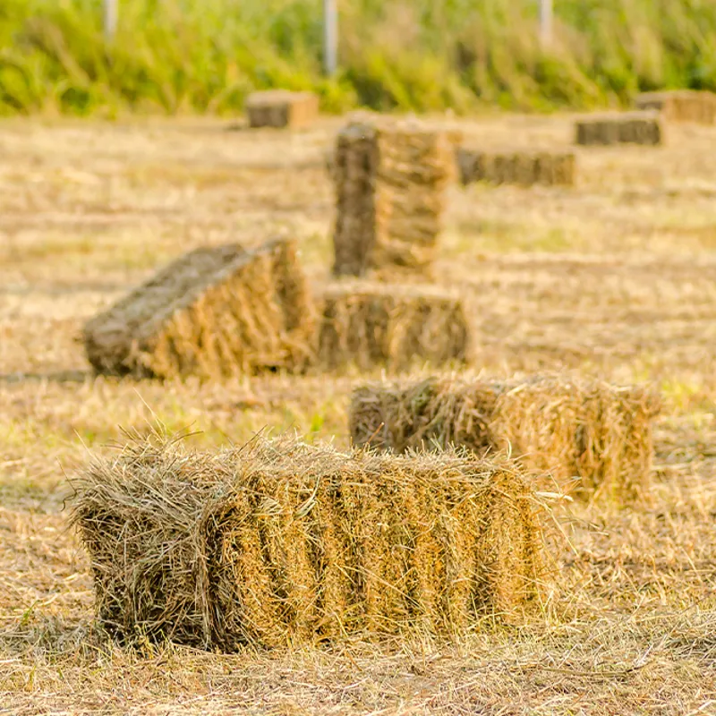 Small 2025 Harvest Hay Bale