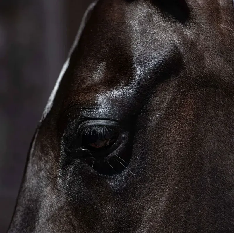 Smart Grooming Equine Make Up - Black-3