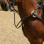 Windsor Leather Five Point Breastplate - Black
