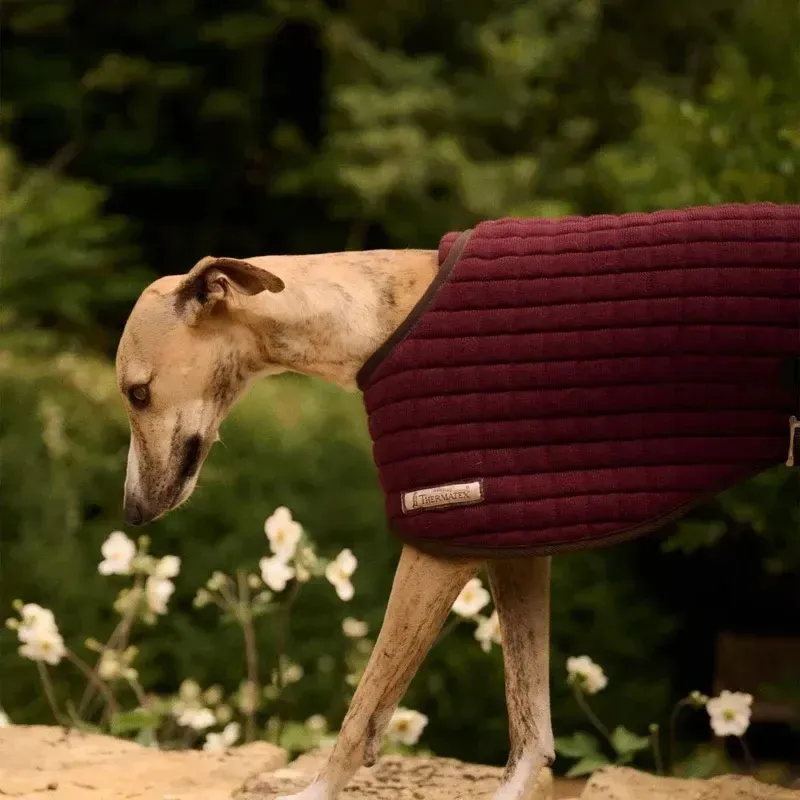 Thermatex Dog Coat - Claret-4
