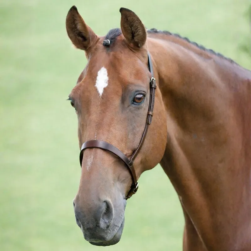 Velociti GARA Cavesson Noseband - Brown