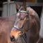 Velociti GARA Plain Bridle - Black