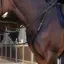 Velociti Lusso Elite Breastplate - Black