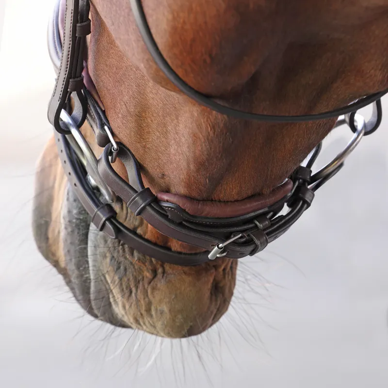 Velociti LUSSO Elite Dressage Flash Bridle - Havana-4