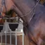 Velociti Lusso Elite Running Martingale - Havana