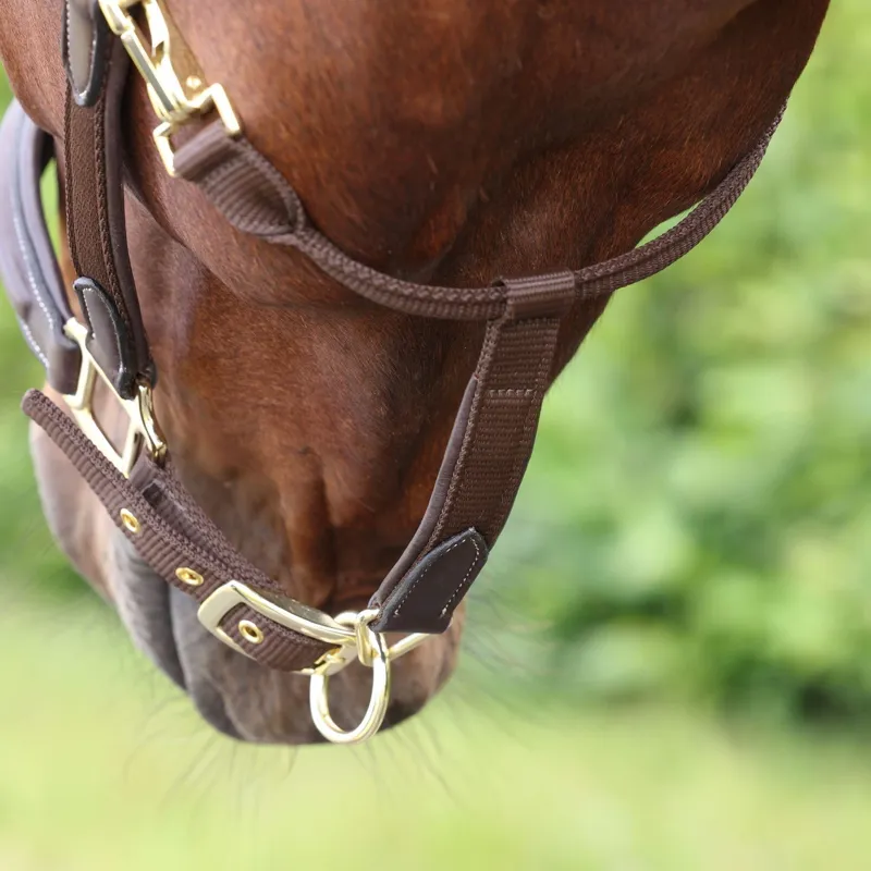 Velociti LUSSO Padded Leather Headcollar - Havana-3