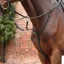 Velociti Lusso Opus Running Martingale - Black