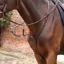 Velociti Lusso Opus Running Martingale - Havana