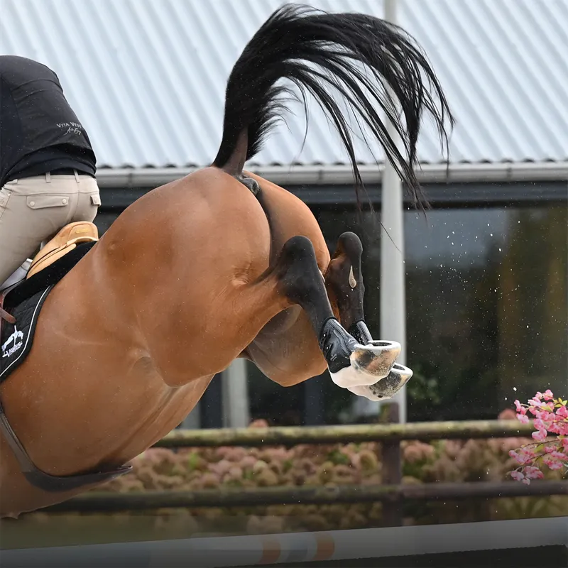 Veredus Pro Jump Active Elastic Rear Fetlock Boots - Black-5