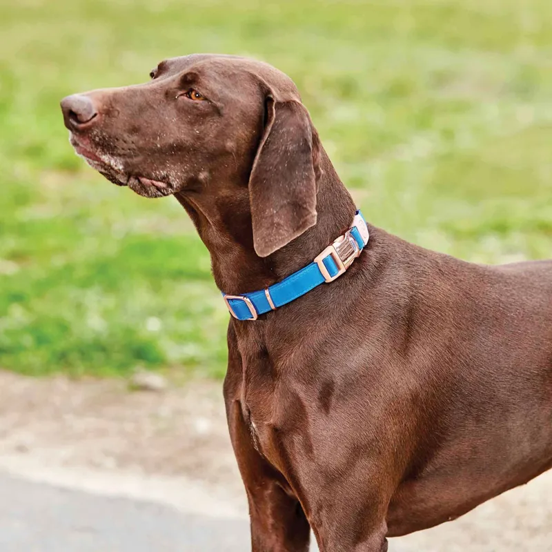 WeatherBeeta Elegance Dog Collar - Blue-1