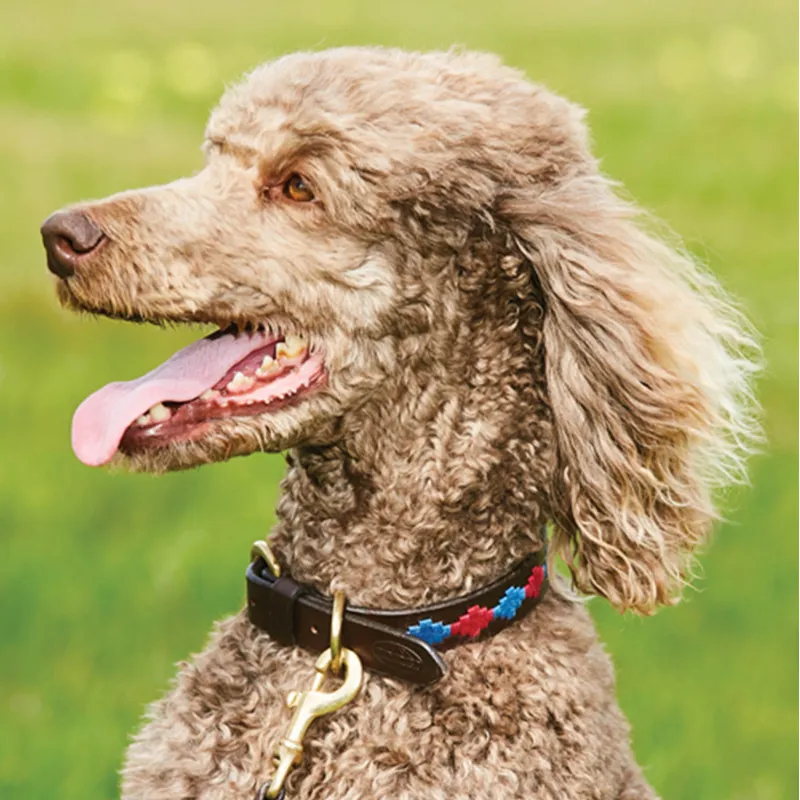 WeatherBeeta Polo Dog Collar - Beaufort Brown/Pink/Blue-1