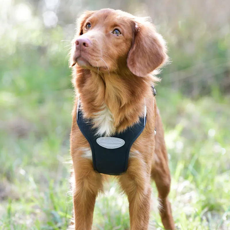 WeatherBeeta Explorer Dog Harness - Navy-1