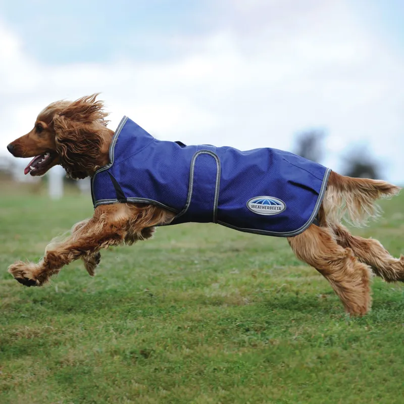 Weatherbeeta dog deals coat