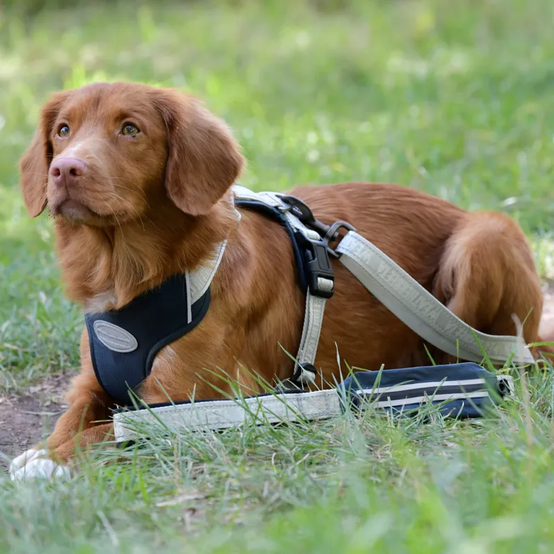 WeatherBeeta Explorer Dog Lead - Navy-1