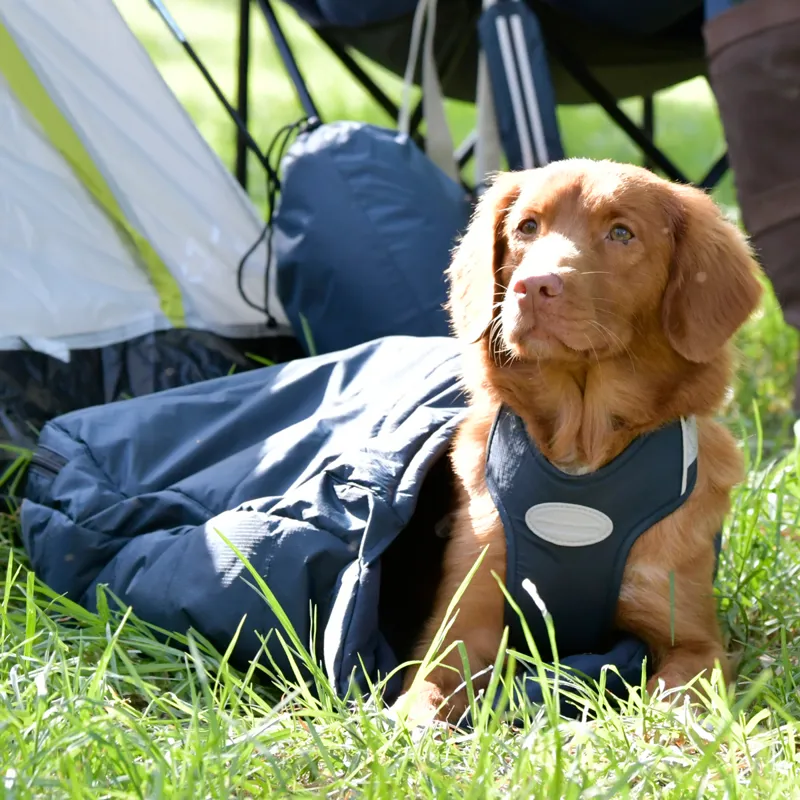 WeatherBeeta Explorer Dog Sleeping Bag - Navy