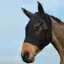 WeatherBeeta Stretch Bug Eye Saver with Ears Fly Mask - Black/Black
