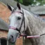 WeatherBeeta Reflective Bridle Kit - Pink/Silver