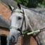 WeatherBeeta Reflective Bridle Kit - Yellow/Silver