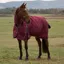 WeatherBeeta ComFiTec Prelim 220g Combo Turnout Rug - Burgundy/Navy