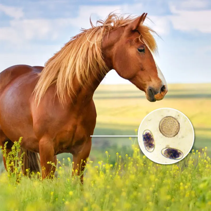 Westgate Laboratories Worm Egg Count Kit-1