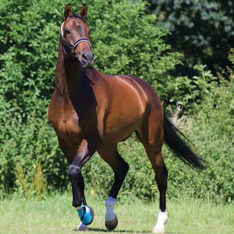 Woof Wear Medical Boot - Blue-3