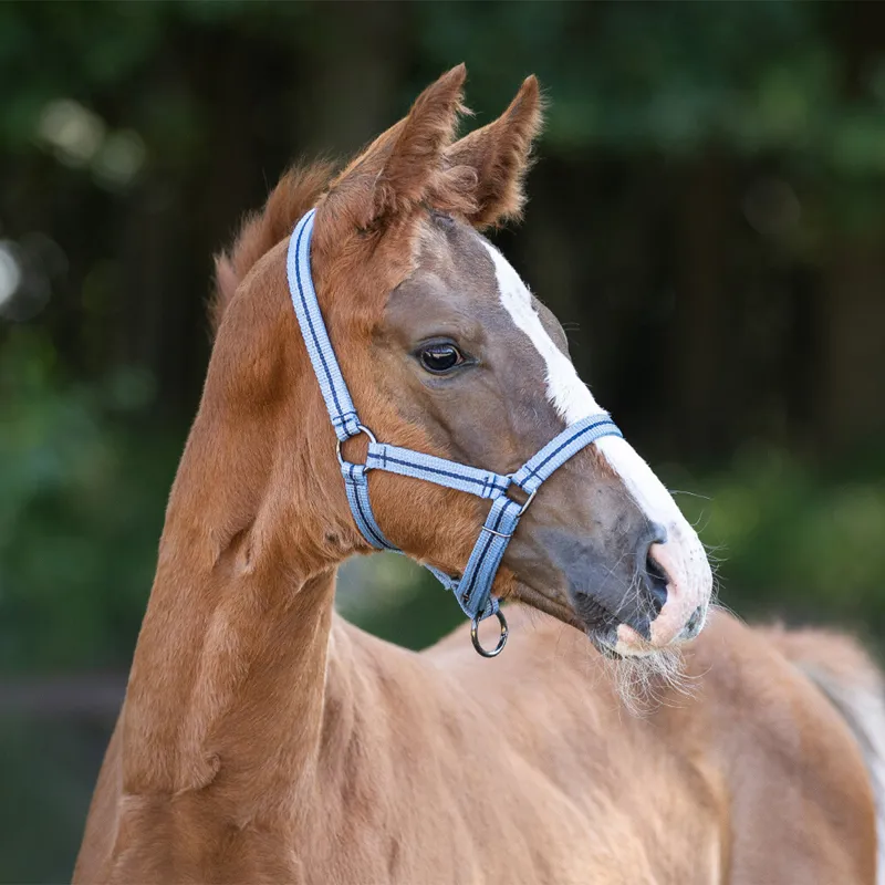 QHP Foal Collection Headcollar - Country Blue-1