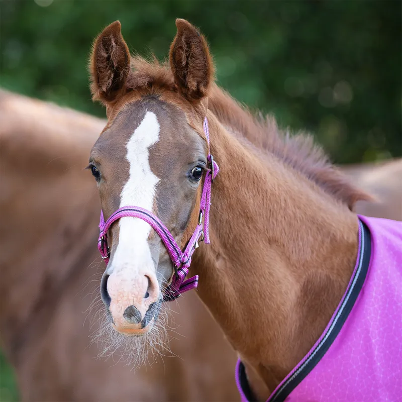 QHP Foal Collection Headcollar - Festival-1