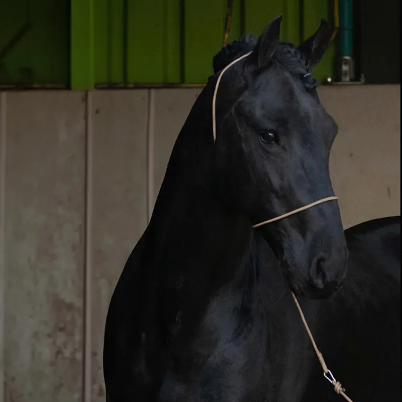 QHP Photography Rope Halter - Beige-1