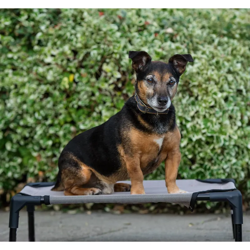Rambo Hammock Dog Bed Oatmeal