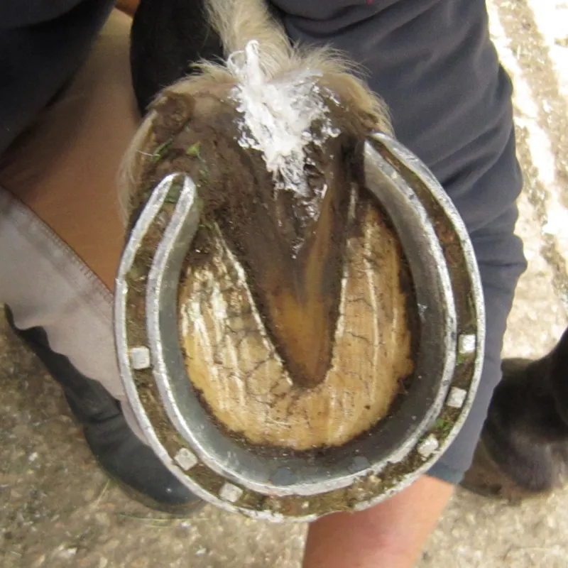 Red Horse HoofStuff Antibacterial Hoof Pack 190ml Redpost Equestrian