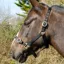 Rhinegold Nylon Headcollar - Black