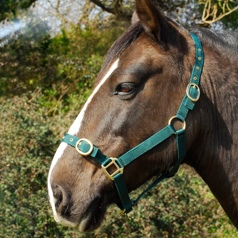 Rhinegold Nylon Headcollar - Green