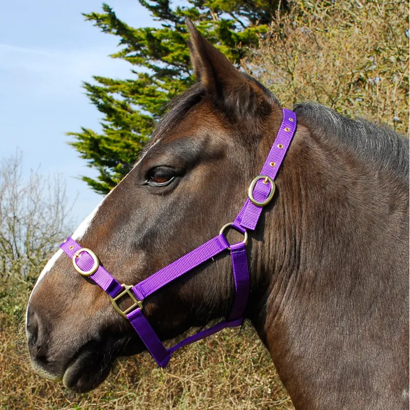 Rhinegold Nylon Headcollar - Purple