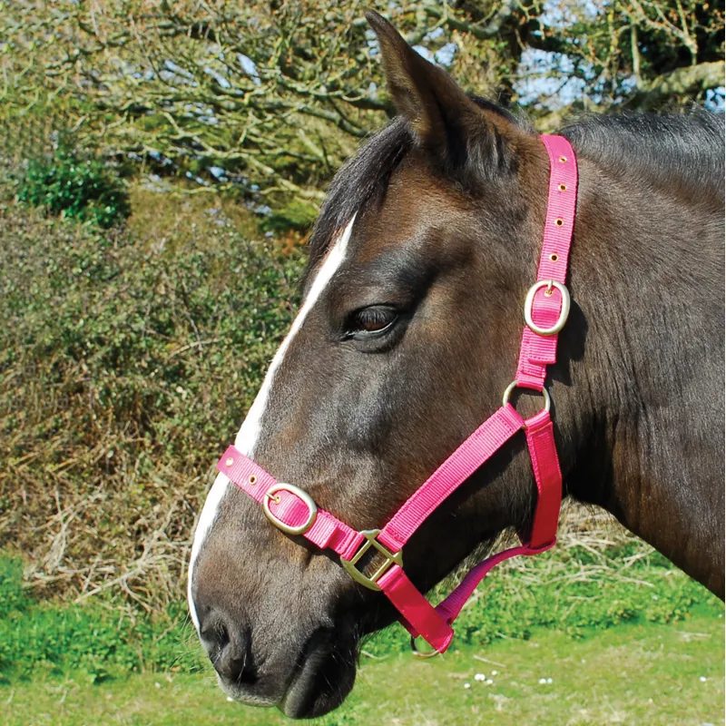 Rhinegold Nylon Headcollar - Raspberry