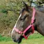 Rhinegold Nylon Headcollar - Raspberry