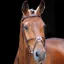 Shires Salisbury Brackley Grackle Bridle with Reins - Australian Nut