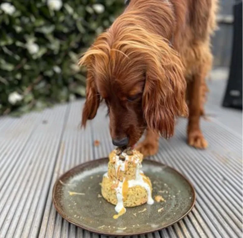 The Innocent Hound Dog Birthday Cake Mix - British Duck-4