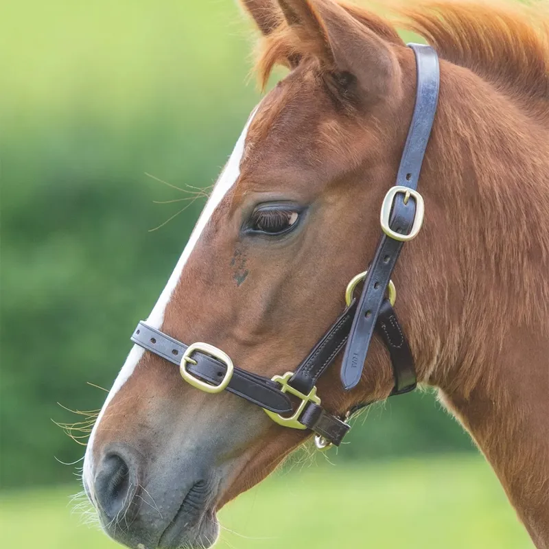 Velociti Gara Adjustable Leather Foal Headcollar - Havana-1