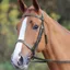 Velociti GARA Plain Bridle - Black