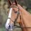 Velociti GARA Plain Bridle - Havana